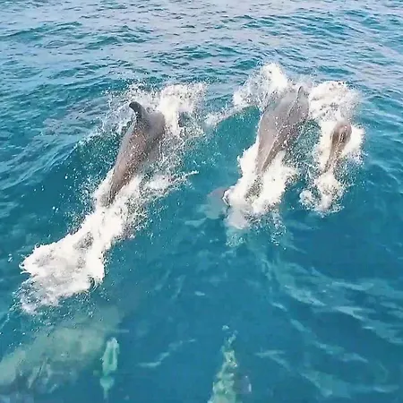 Laura By Algarve Vacation Albufeira